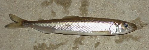 Smelt Smelt